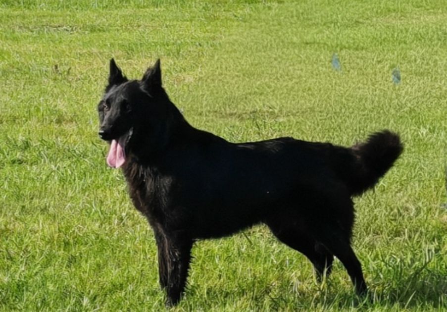 Swann dite snow de la Vallée des Suessiones