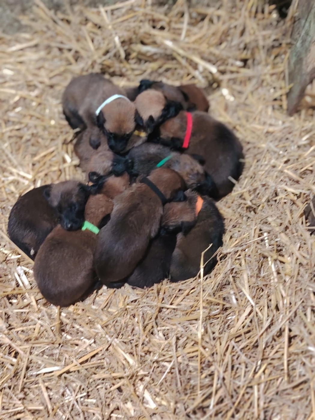 Of The Fearless Warriors - Berger Belge - Portée née le 02/09/2025