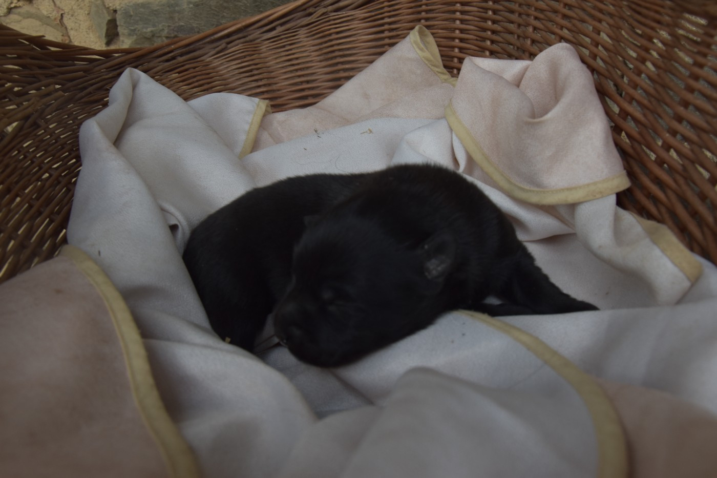 Of The Fearless Warriors - Chiots disponibles - Berger Belge