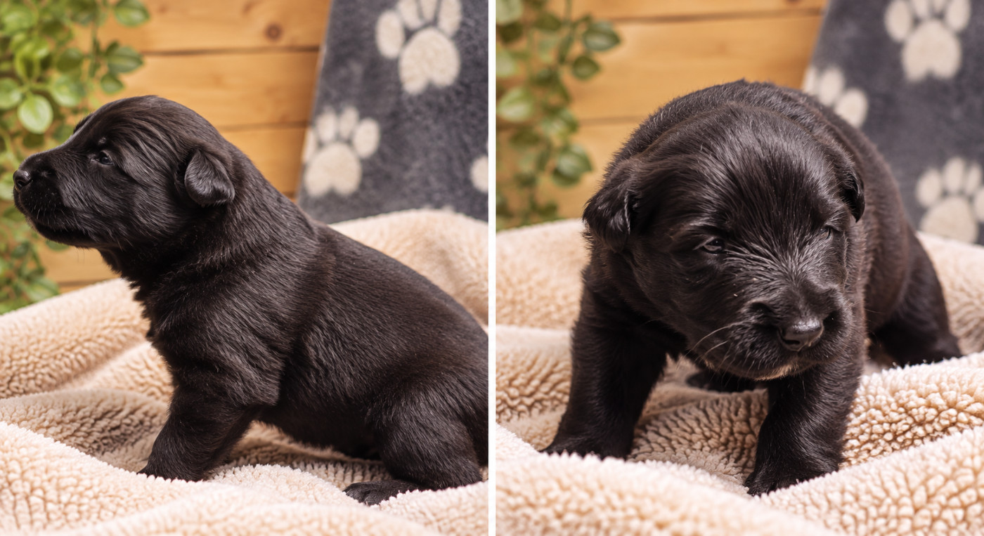 Of The Fearless Warriors - Chiots disponibles - Berger Belge