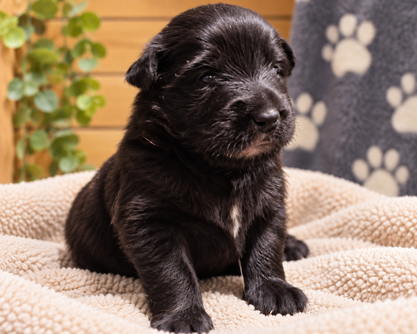 Of The Fearless Warriors - Chiots disponibles - Berger Belge