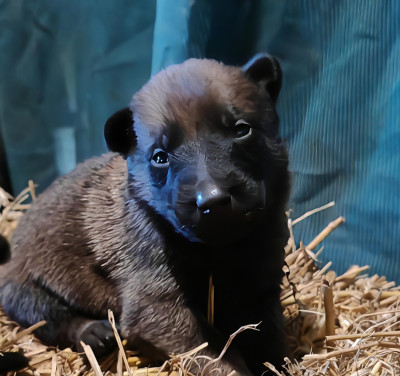 CHIOT collier vert foncé