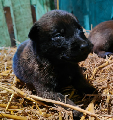 CHIOT collier Vert clair