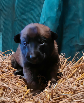 CHIOT collier violet