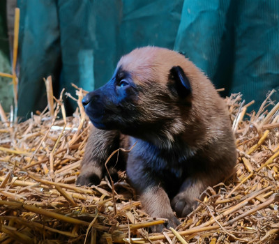 CHIOT collier marron